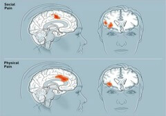 Psychologische inzichten voor de overheidsdienaar