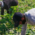 Kabinet-Jetten maakt vooralsnog geen fundamentele keuzes over arbeidsmigratie