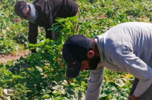 Kabinet-Jetten maakt vooralsnog geen fundamentele keuzes over arbeidsmigratie