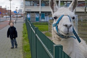 Maak van bewonersinitiatieven geen beleidsinstrument